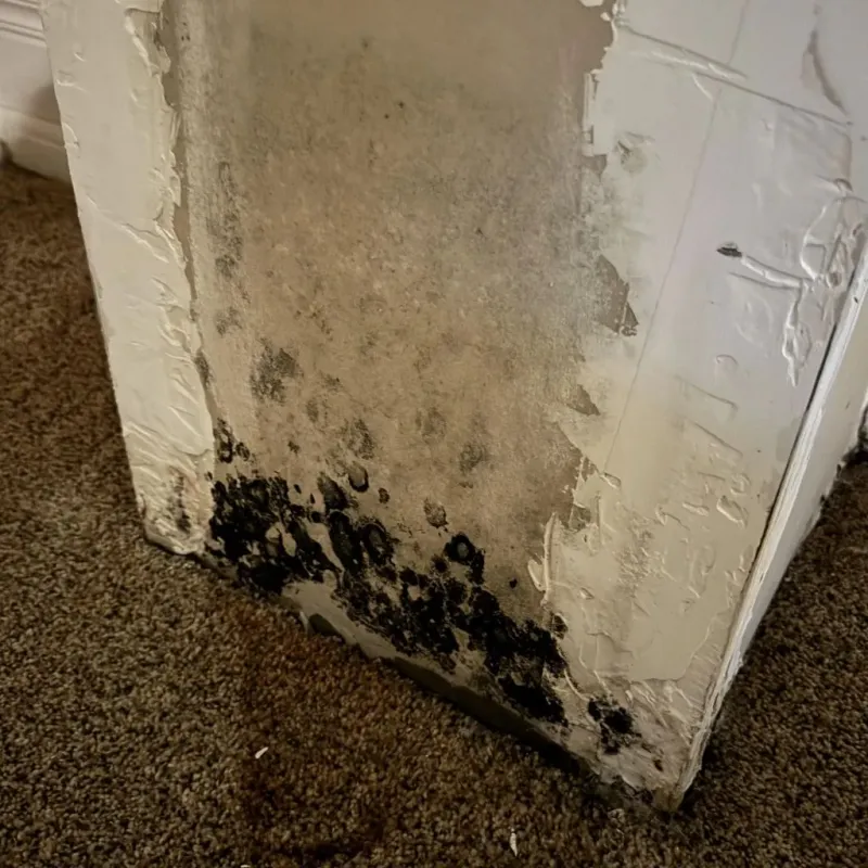 Professional Mold Removal in Tenaha, TX